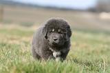 DOGUE DU TIBET 762